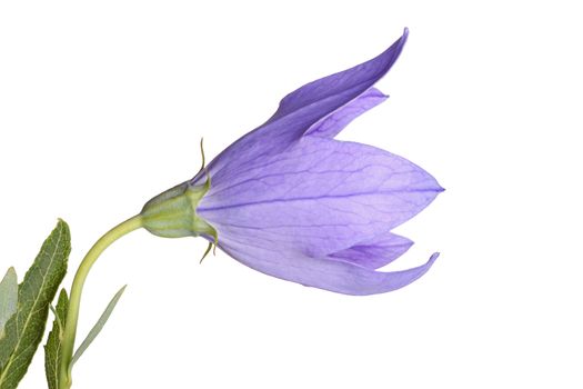 Purple flower and leaves of a balloon flower or bellflower (Platycodon grandiflorus) isolated against a white background