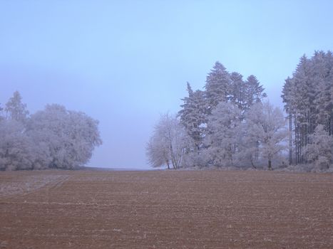  Ploughed field and forest covered with snow in winter in misty atmosphere         