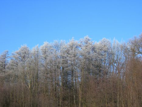           Forest in winter. Trees are heavily covered by snow.     