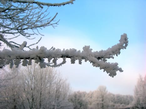  Frozen tree branch against a blue sky           