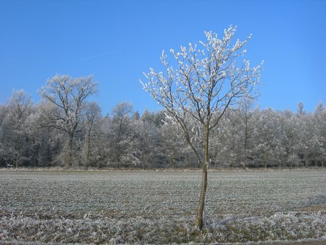  Field in the country is covered by snow and ice with a lonely tree          