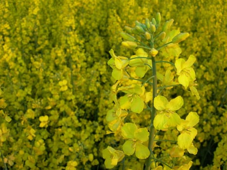  Rape plant and field 