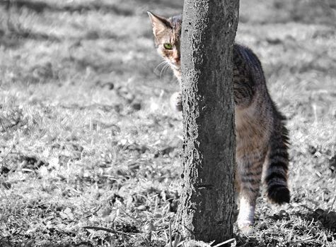 Lovely green eyed kitten is hiding and peeking behind the tree. Infrared monochromatic background and colorful animal.