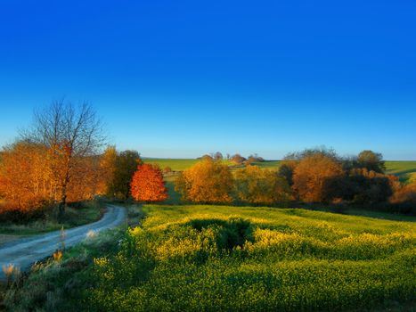           Beautiful autumn landscape with colorful trees and blooming yellow late rape