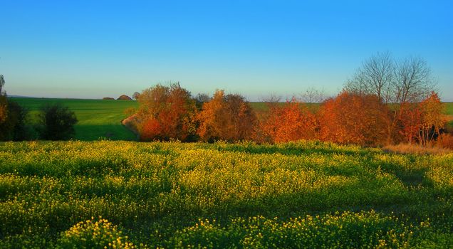           Beautiful autumn landscape with colorful trees and blooming yellow late rape