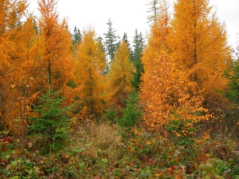  Bright and rich colors of trees in fall season          