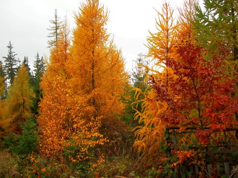           Bright and rich colors of trees in fall season