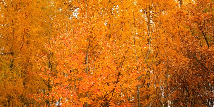 Bright and rich colors of trees in fall season