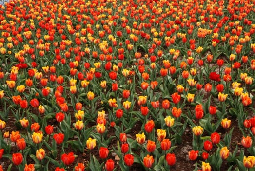 Red and yellow tulip fields in Holland in the spring