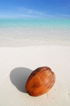 Coconut lying on the beautiful beach near turquoise sea