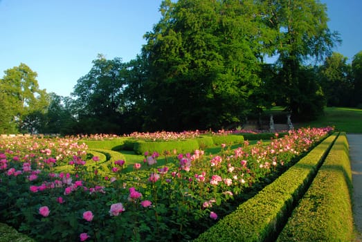 Beautiful spring garden with lines of pink roses