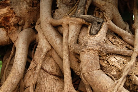 Massive climbing roots of an old tree