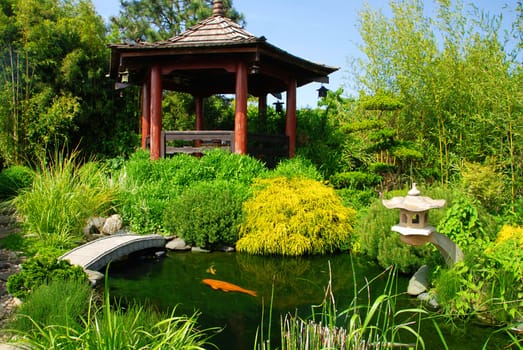 Beautiful Japanese garden with many plant pecies and water pond where you can see koi fish