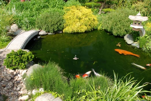 Koi fish in a pond of a beautiful Japanese garden