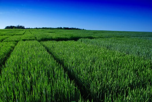 Beautiful green field of young wheat i the spring