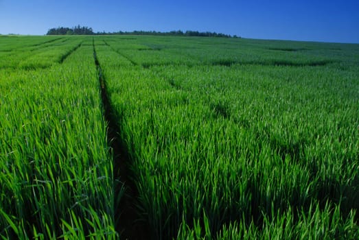 Beautiful green field of young wheat i the spring