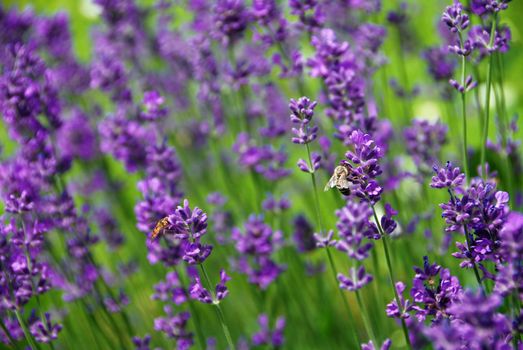 Lavender blooms and a bee with a shallow DOF