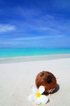 Coconut with a white flower laying on a beautiful tropical beach in the Maldives