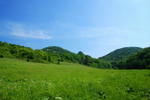 Green meadow between two forest in Tatras, Slovakia