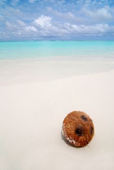 Coconut laying on a beautiful tropical beach in the Maldives