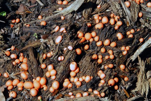 Colony of small mushrooms growing from old wood