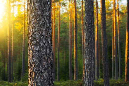 Nordic pine forest in evening light. Short depth-of-field.