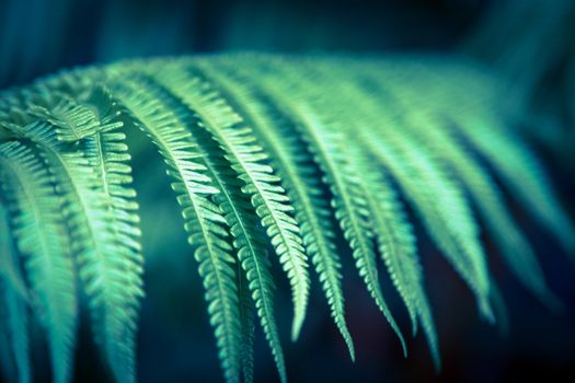 A fern in a dark jungle