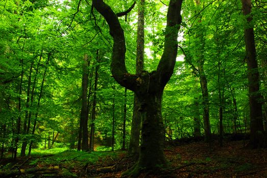 Green foerst in the spring with old trees 