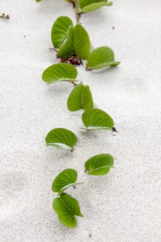 A plant grows through sandy beach