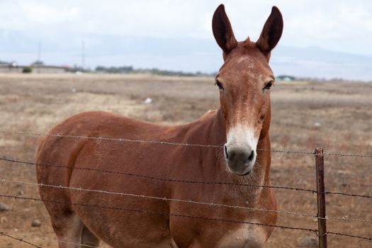 Mule stares over a barbed wire fence