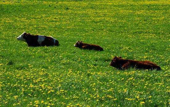 Cow and a green field full of danelions