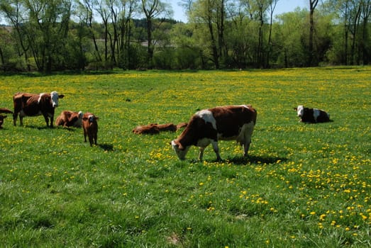 Cow and a green field full of danelions