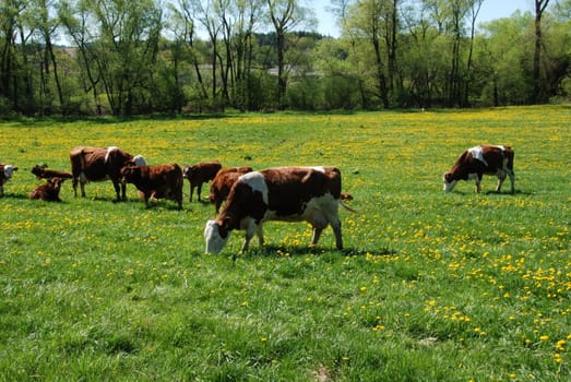 Cow and a green field full of danelions