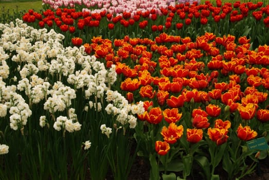 Red and yellow tulip fields in Holland in the spring