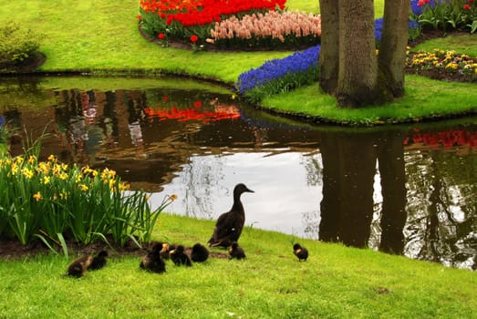 Duck family is heading towards the river in the beautiful spring park