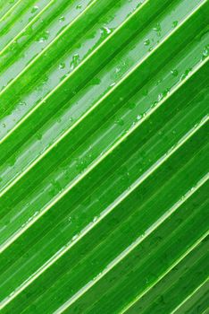 Macro of a green palm leaf with diagonal pattern and dew drops