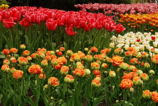 Red and yellow tulip fields in Holland in the spring