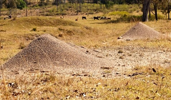 Australian Bull Ants Nest Granite Mound Rural Queensland cattle country