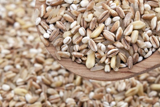 Mixed healthy grains and rice close up in a wooden spoon