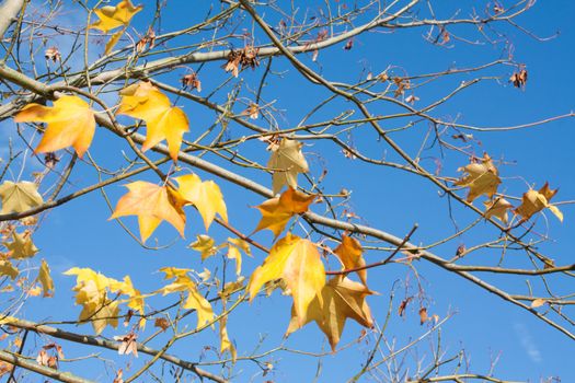 Tree branches with yellow dry autumn leaves against blue sky.
