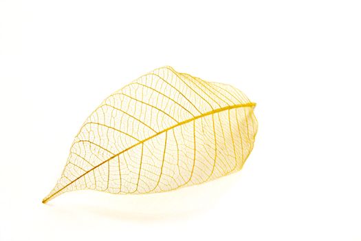 fine image of beautiful transparent leaf isolated on white