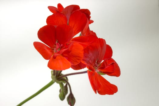 beautiful blossom red geranium flower on gray 