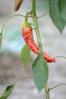 pepper, paprika
