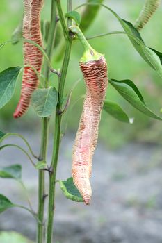 pepper, paprika