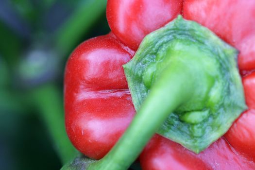 pepper, paprika