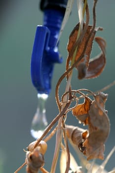 water drops
