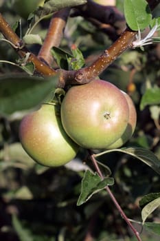 apples