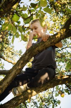 Boy eating a fruit in the tree