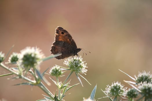 butterfly nature scene