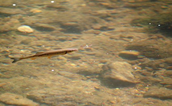 trout watching on bug
